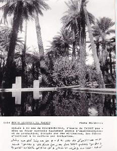 Algerie propagande 095